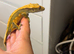 Crested Gecko - Proven Female Olive Harlequin / Partial Pinstripe