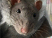 rats any type or colour