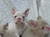 Exceptional KC Registered French Bulldog Puppies