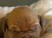 Dogue De Bordeaux in Torbay