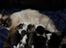 Kittens in Bradford