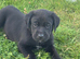 Labrador cross puppies