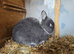 Blue fox netherland dwarf for sale