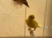 Canary