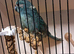 Kakarike