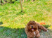 F1 Beautiful cavapoo puppies