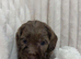 Cockapoo f2 puppies for sale