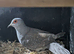 Diamond dove
