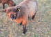 Pedigree Coloured Ryland ram looking for new home