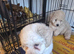 Maltipoo pups awaiting for new home.