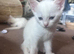 White kittens