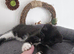 1 kittens ready NOW