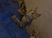 Adorable X Bengal kitties looking for loving homes