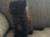 1 male Kitten left