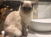 Fully pedigree ragdoll kitten