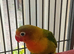 Fischers lovebirds for sale