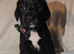 8 Stunning Springador Puppies