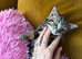Beautiful Tobby Kittens Looking for Loving Homes ️