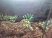 Baby bearded dragon with full set up