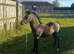 Top class Welsh A colt foal