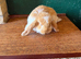 1 Pure French Lop Doe Left