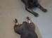 French bulldog available