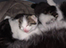 3 gorgeous kittens 1 boy 2 girls
