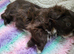 Imperial Chocolate Shih tzu girls