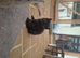 Last boy in the litter British Shorthair