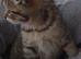 Pure breed Scottish fold tabby gold boy