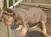 Fluffy french bulldog pup