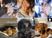 Beautiful litter of tiny Daschunds ️REDUCED