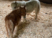 Mini Shetland colt foal