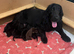 Gorgeous show cocker spaniel puppies