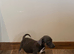 Jack Russell puppies ready for there new homes