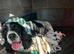Ess puppies
