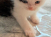 Adorable male kitten