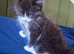 LAST KITTEN LEFT! Fluffy Black & White Female – Super Playful & Affectionate