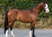 Registered Welsh Section C Gelding