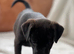 Patterdale x Lakeland terrier pups 1 girl left