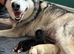 Siberian Husky - 1 Beautiful Husky puppies ready to loving homes. Beautiful white Female.