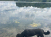 Standard poodle male