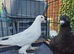 Pair of young beautiful pigeon