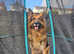 Proven KC registered German Shepherd Stud