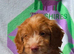 F1 apricot and fox red mini cockapoos 30 dna health tested clear