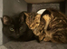 2 cats looking for a forever home