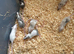 Fancy mice Baby&rsquo;s