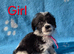 Jackapoo puppies