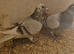 Vandabulk pair