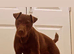 Patterdale Terrier puppies